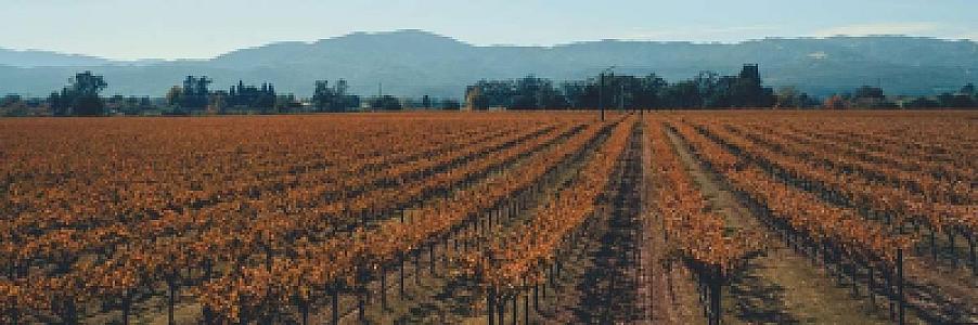 Private Jet to Napa Valley: Best Airports Near Wine Country