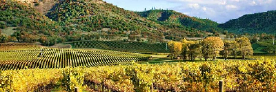 Private Jet Wine Harvest California 2026 Charter Guide