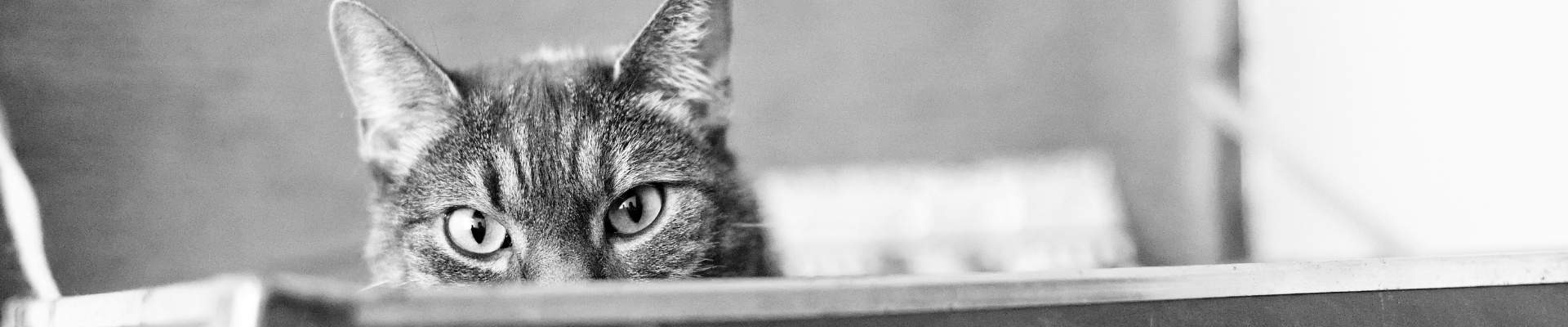 Private Jet With Cat: A Thoughtful 2026 Travel Guide