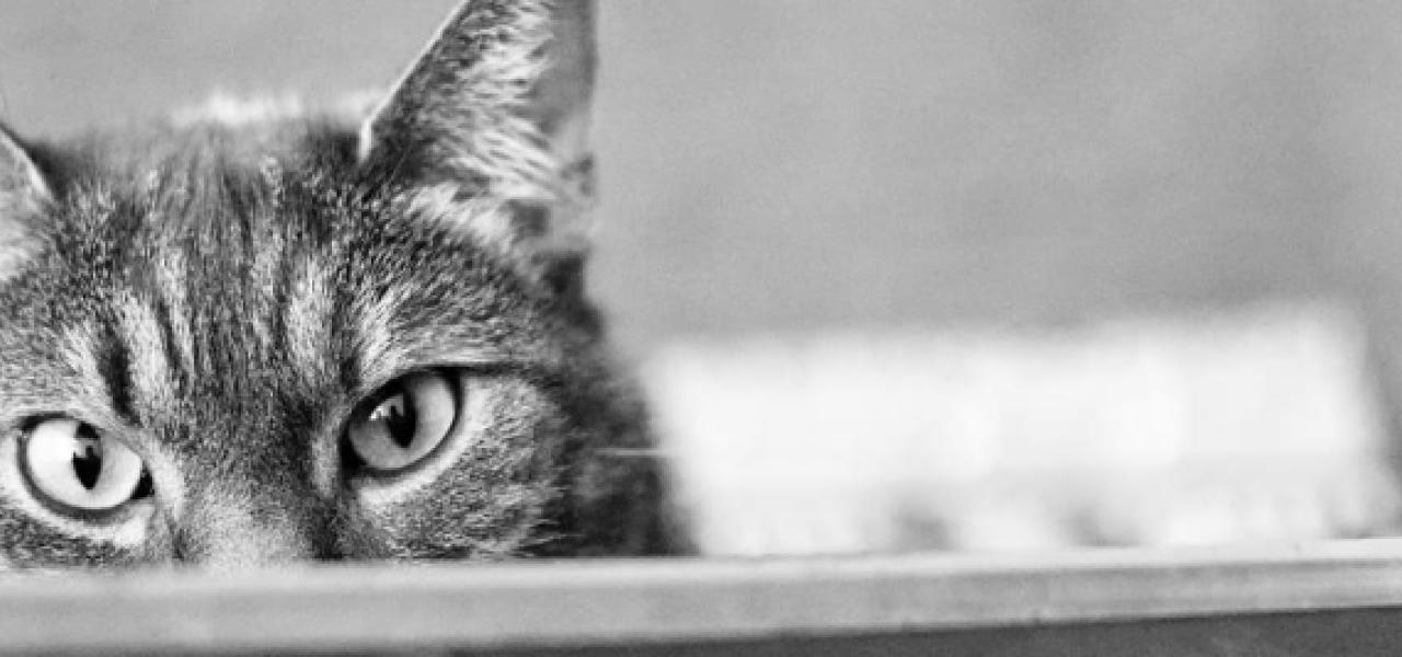 Private Jet With Cat: A Thoughtful 2026 Travel Guide