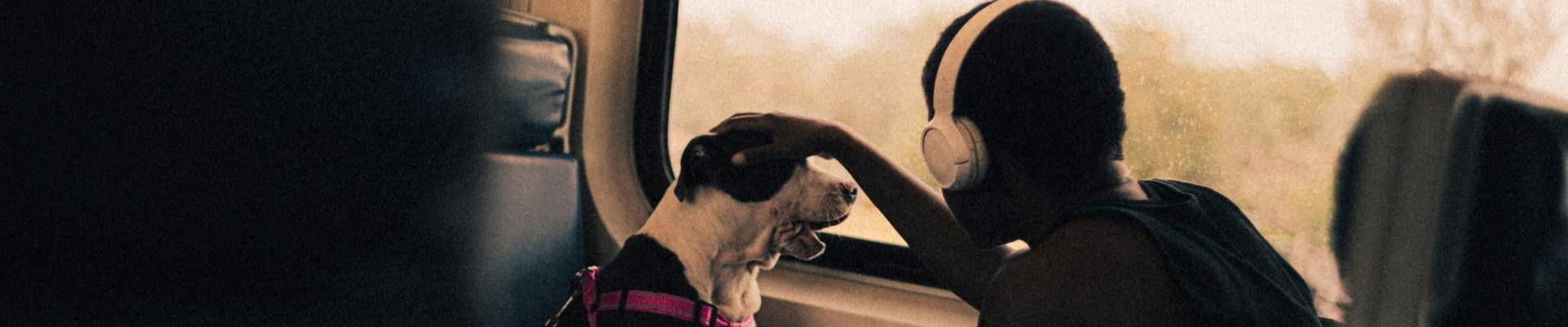Flying With Pets on a Private Jet: A Booking Guide