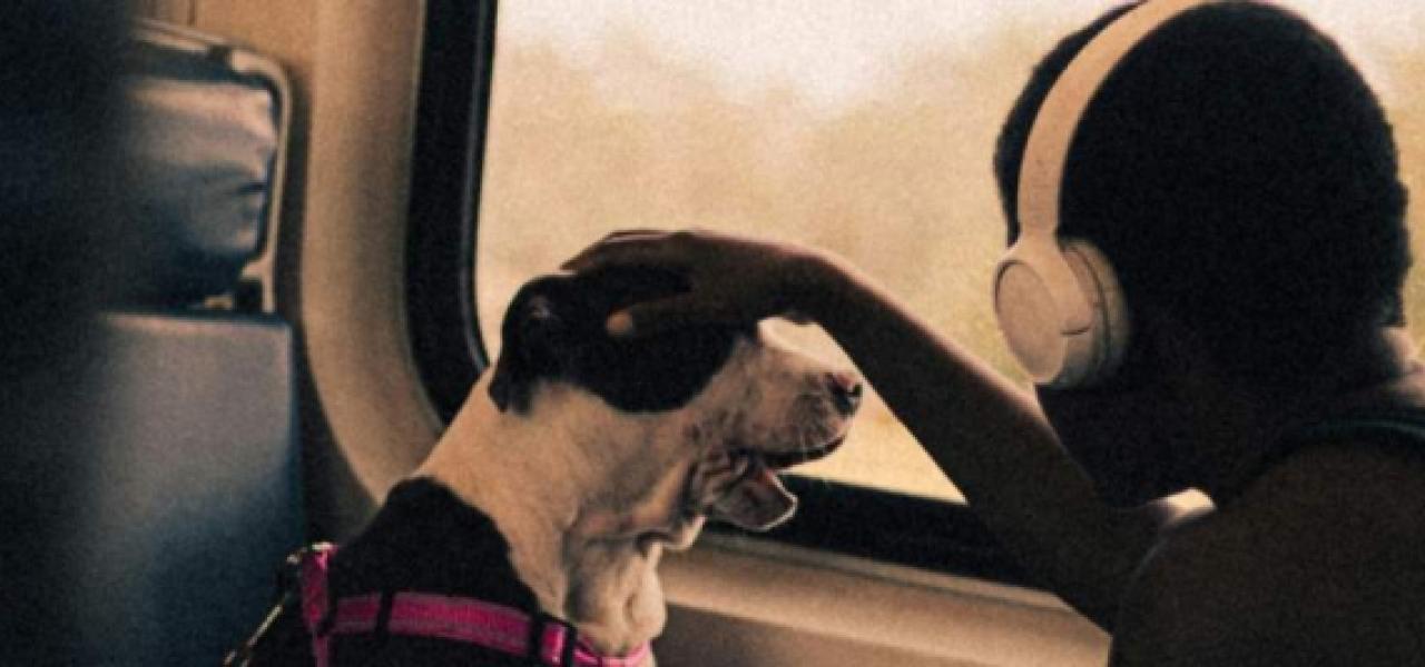 Flying With Pets on a Private Jet: A Booking Guide